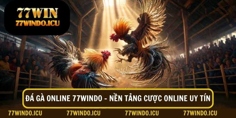 Đá gà 77windo là nền tảng cược online uy tín