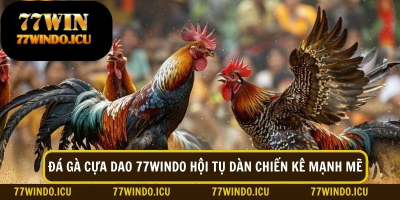 Đá gà cựa dao với dàn chiến kê mạnh mẽ