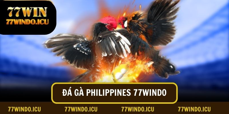 Chọi gà Philippines tại sàn đá gà online 77windo